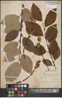 Foto von Salix caprea L.